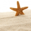 Sandalowood