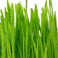 Seagrass