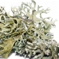 Serbian Oakmoss