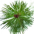 Siberian Pine