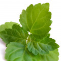 Singapore Patchouli