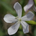 Soapwort
