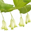 Solomon's Seal