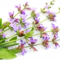 South African Sage
