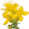 St John's Wort