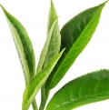 Tea Leaf