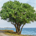 Terebinth Tree