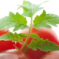 Tomato Flower