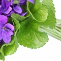 Violet Leaves