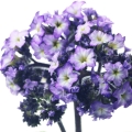 Water Heliotrope