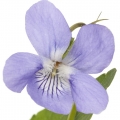 Water Violet