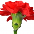 White Carnation