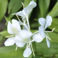 White Ginger