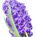 White Hyacinth