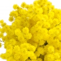 White Mimosa