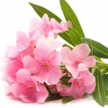 White Nerium Oleander