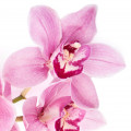 White Orchid