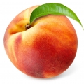 White Peach Blossom