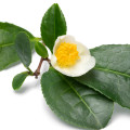 White Tea