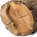 woody aromas