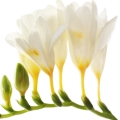 Yellow Freesia