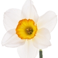 Yellow Narcissus