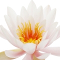 Yellow Water Lily